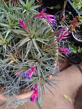 Tillandsia aeranthos air d'occasion  La Seyne-sur-Mer