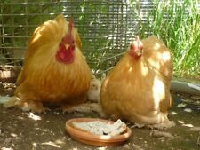 Buff pekin bantams for sale  UK