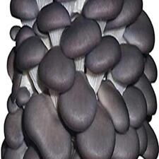 Blue oyster mushroom for sale  USA