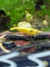 shrimp back golden yellow for sale  Ankeny