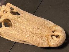 Real gator skull for sale  Schriever