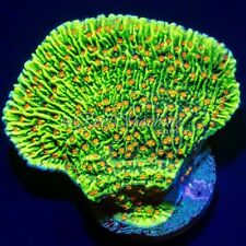 Chili pepper montipora for sale  ABERYSTWYTH