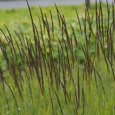 Calamagrostis acutiflora karl gebraucht kaufen  Laatzen