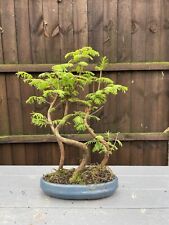 Dawn redwood bonsai for sale  BEDFORD