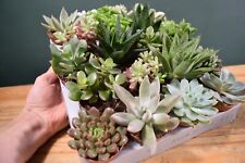 Succulent mix indoor for sale  MANCHESTER