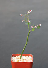 Euphorbia guiengola exotic for sale  Miami