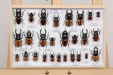 Entomologie collection muséum d'occasion  Peyruis