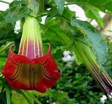 20 Seeds Brugmansia Sanguinea Scarlet Angels Trumpet Datura Unique Red Flower for sale  Shipping to South Africa