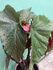 begonias for sale  ROMFORD