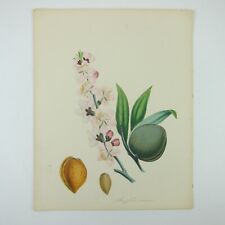 Almond tree botanical for sale  Englewood