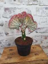 Mermaid tail euphorbia for sale  NORWICH