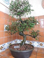 60cm chinese elm for sale  Fort Lauderdale