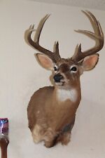 Whitetail deer head for sale  Brandon