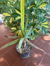 Used, Tsiroanomandidy Capitata Aloe for sale  Shipping to South Africa