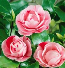 Camellia bonomiana plant for sale  MARCH
