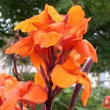 Canna lilly bulbs for sale  Fremont