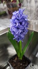 Blue lilac purple for sale  Macon