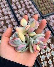 Rounded cotyledon orbiculata for sale  West Boylston