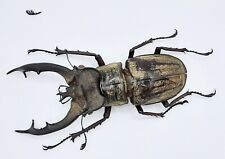 Lucanus lunifer, A1-, 75mm, XL, India, Aberration (Special Horn), #LL42, used for sale  Shipping to South Africa