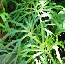 Anthurium podophyllum live for sale  Reseda