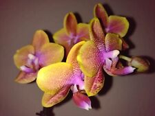 Rchidee phalaenopsis sogo gebraucht kaufen  Greven