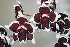Orchid odontoglossum diamant d'occasion  Paris XV