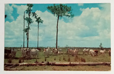 Brahman cattle range for sale  Saint Petersburg