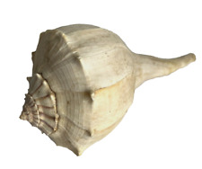 Large Fossil Gastropod Busycon Sea Shell 8" Whelk Conch Seashell for sale  Shipping to South Africa