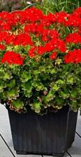 Geranium zonal summer for sale  Shipping to Ireland