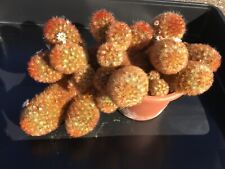 Mammillaria carmenae 31cm gebraucht kaufen  Winterbach