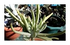 10x Tylecodon Wallichii Rare Caudex Garden Plants - Seeds B454 for sale  Shipping to South Africa