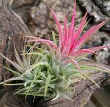 Air plant ionantha for sale  DRONFIELD