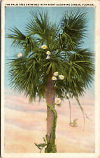 Vtg 1920s Palm Tree Entwined with Night Blooming Cereus Florida FL Postcard for sale  Shipping to South Africa