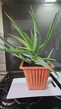 Aloe vera large for sale  SWINDON