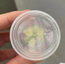 Dose vitro anubias gebraucht kaufen  Oberhausen