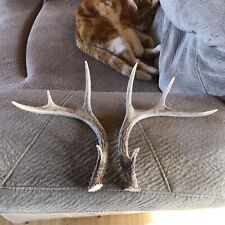 Antlers whitetail deer for sale  Bigfork