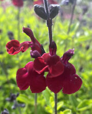 Salvia royal velour for sale  MARCH