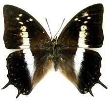 Insect Butterfly Nymphalidae Charaxes opinatus-Rare A1- Female 2!  for sale  Shipping to South Africa
