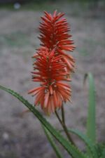 Aloe arborescens pot for sale  Houston