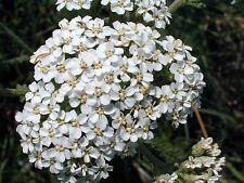Flower yarrow white for sale  SALISBURY