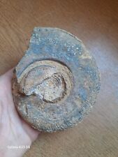Large dorset fossil for sale  NOTTINGHAM