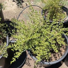 Plants gallon creosote for sale  Tucson