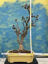 Joe bonsai wisteria for sale  Shipping to Ireland
