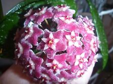 Hoya pubicalyx silver for sale  Shipping to Ireland