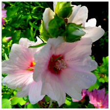 Lavatera clementii barnsley for sale  Shipping to Ireland