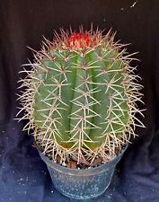 Melocactus salvadorensis matur for sale  Palm City