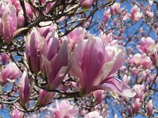 Jane magnolia shrub for sale  Mcminnville