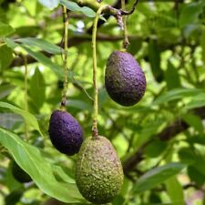 Grafted avocado hass for sale  USA