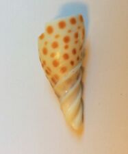 Large voluta junonia for sale  Clive