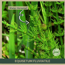 Bareroot equisetum fluviatile for sale  Portville
